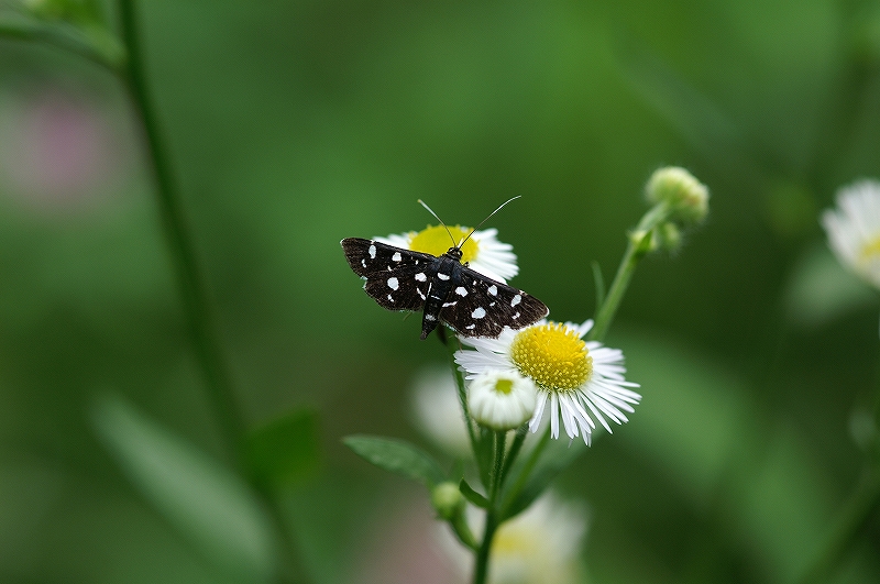 siromonnomeiga034.jpg