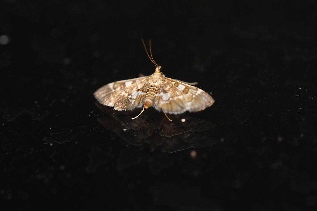 sirotenkinomeiga579.jpg