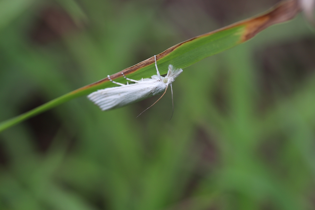 sirotutoga046m.jpg