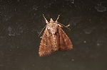 akamokumeyotou535_s.jpg