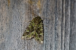 aobahagatayotou071m_s.jpg