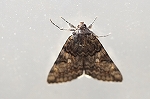 asamakisitaba371m_s.jpg