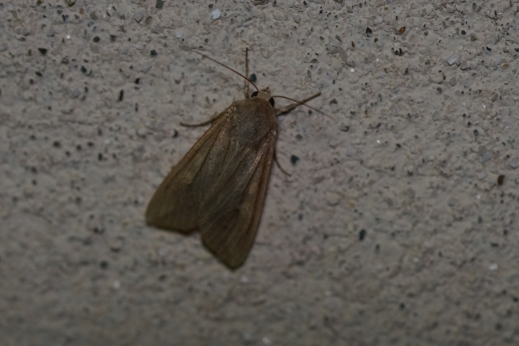 awayotou085.jpg