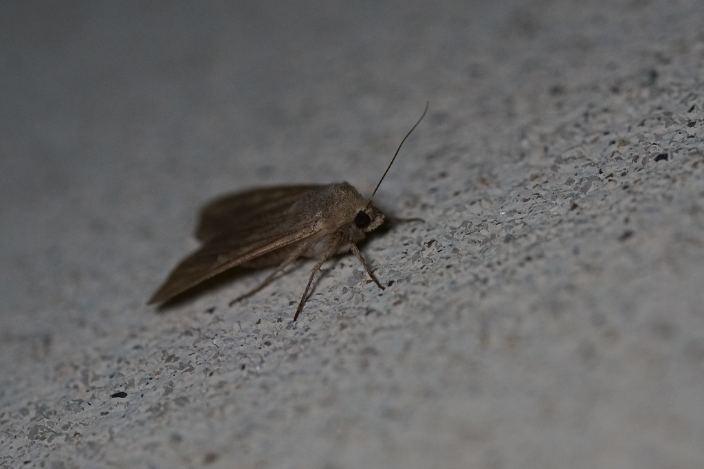 awayotou084.jpg