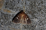 futatenhimeyotou056m_s.jpg