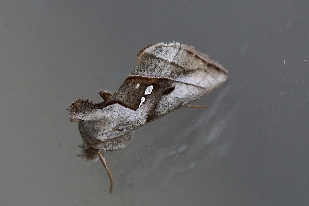 ginmonsirouwaba042m.jpg