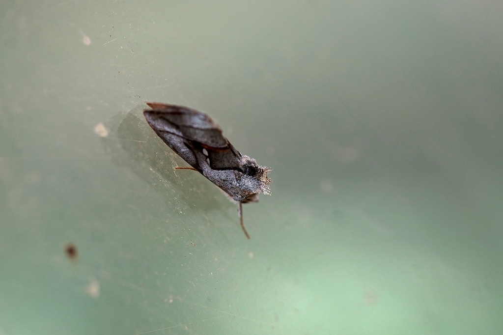 ginmonsirouwaba091m.jpg