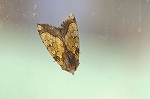 goboutogariyotou016m_s.jpg