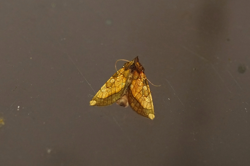 goboutogariyotou059m.jpg