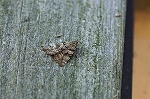 gomasiokisitaba085m_s.jpg