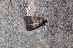 hiroobiusuguroatuba031m_s.jpg