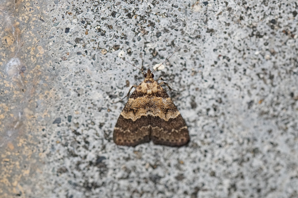 hiroobiusuguroatuba036.jpg