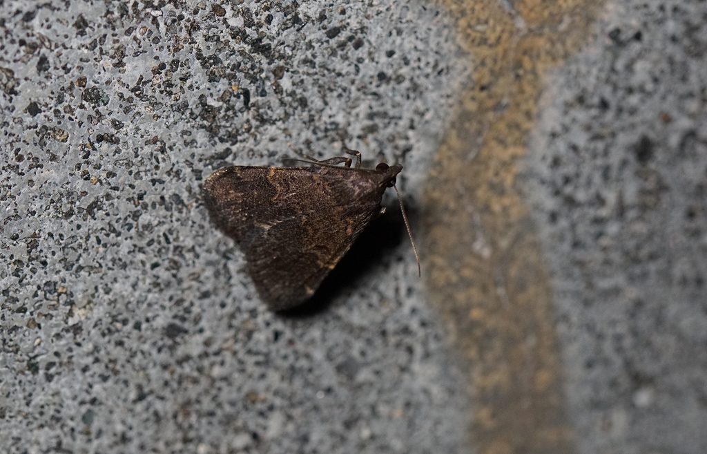 hiroobiusuguroatuba220m.jpg