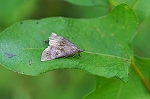 hitosujiatuba097m_s.jpg