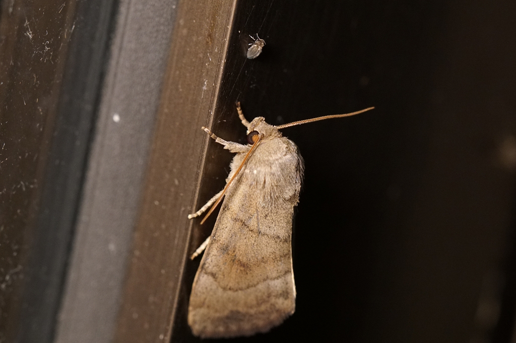 itayakiriga052m.jpg