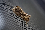 itijikukinuwaba018m_s.jpg