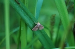 kibosiatuba048_s.jpg