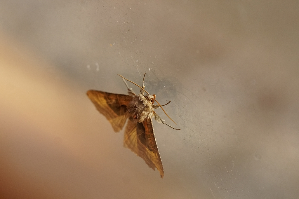 kigutiyotou481.jpg