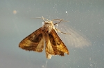 kigutiyotou486_s.jpg