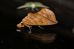 kiniroeguriba732_s.jpg
