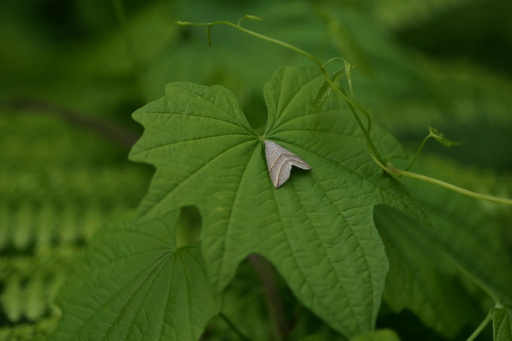 kinsujiatuba059m.jpg