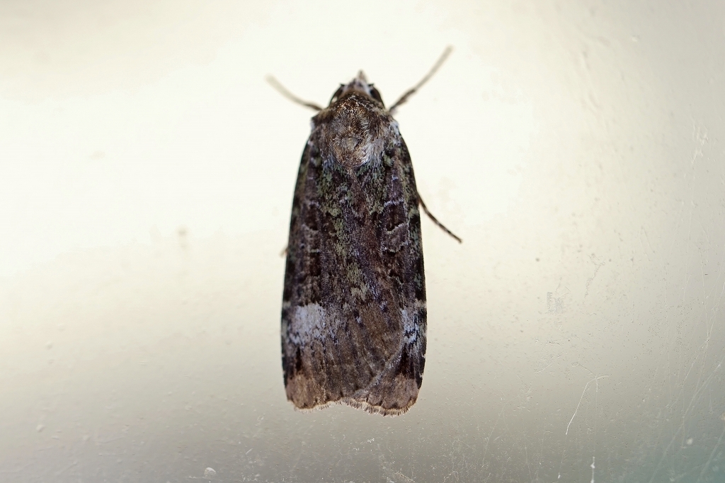 kisitamidoriyaga020m.jpg