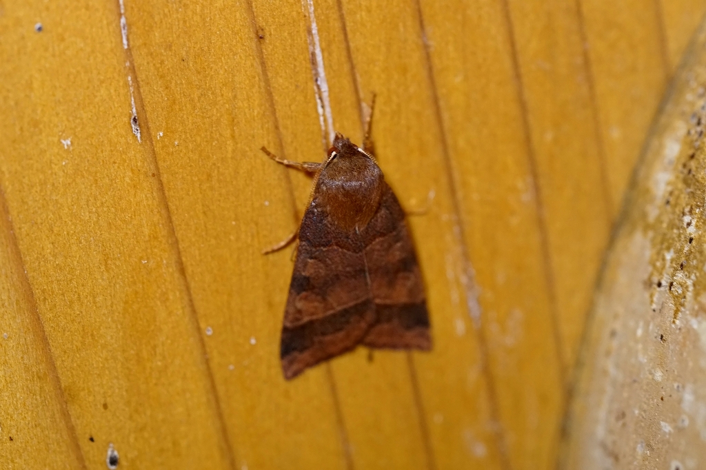 kitogarikiriga017m.jpg