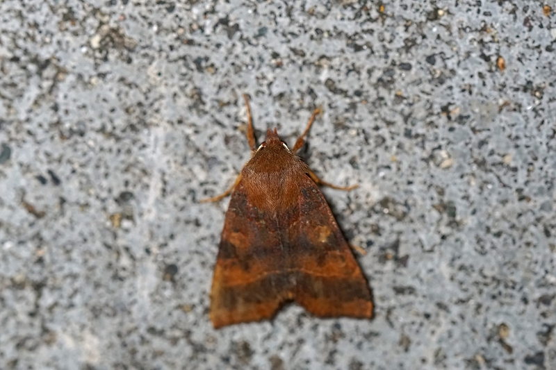 kitogarikiriga063m.jpg