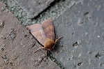kitogarikiriga074m_s.jpg