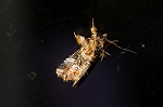 madaratumakiriyotou061_s.jpg