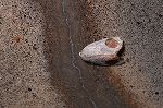 marumonsiroga126_s.jpg