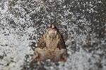 mitubosiatuba042_s.jpg
