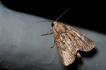 mokumekutiba060_s.jpg