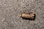 mokumeyotou616_s.jpg