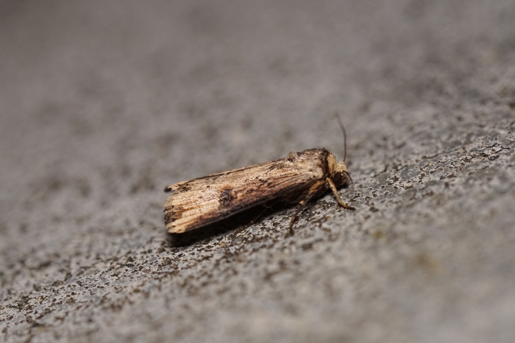 mokumeyotou627.jpg