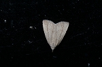 mumonkiiroatuba027_s.jpg