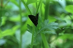 murakumoatuba_osu214m_s.jpg