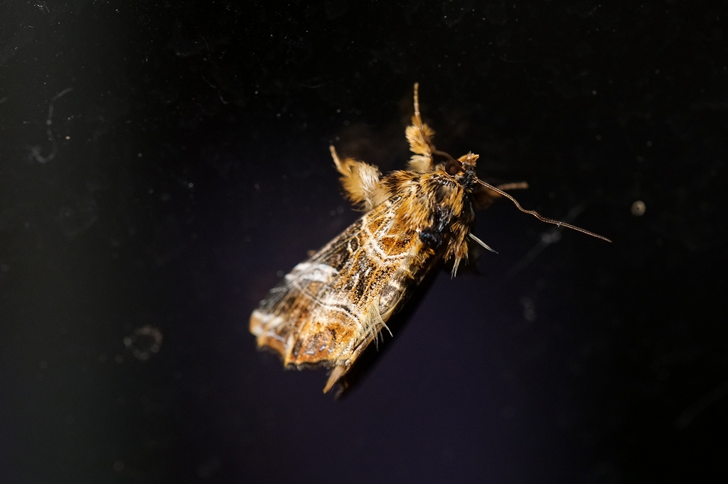 murasakitumakiriyotou061.jpg