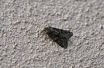 nakaobikiriga285m_s.jpg