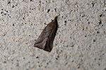 namigataatuba042m_s.jpg