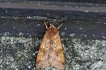 oobakoyaga053m_s.jpg