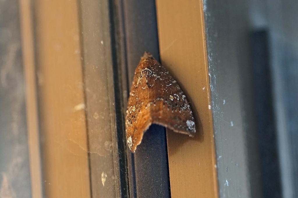 gomasiokisitaba085m.jpg