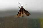 senmonyaga109m_s.jpg