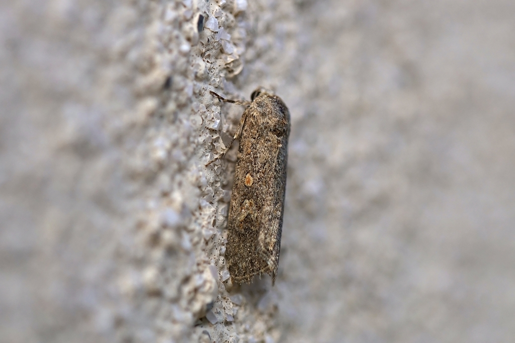 siroitimojiyotou299m.jpg
