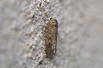 siroitimojiyotou299m_s.jpg