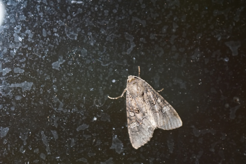 siromimihaiiroyotou004.jpg