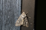 siromimihaiiroyotou213m_s.jpg