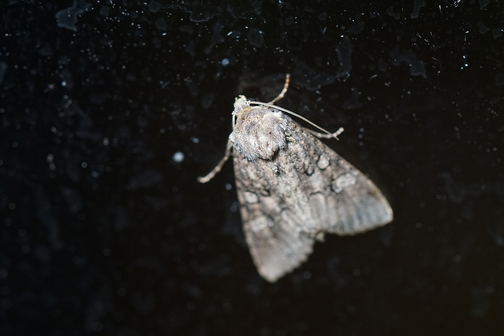 siromimihaiiroyotou450.jpg