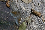 siromonatuba154m_s.jpg