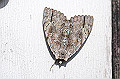 sirositaba055_s.jpg